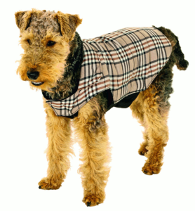 Manteau "English Style" pour chien 40cm